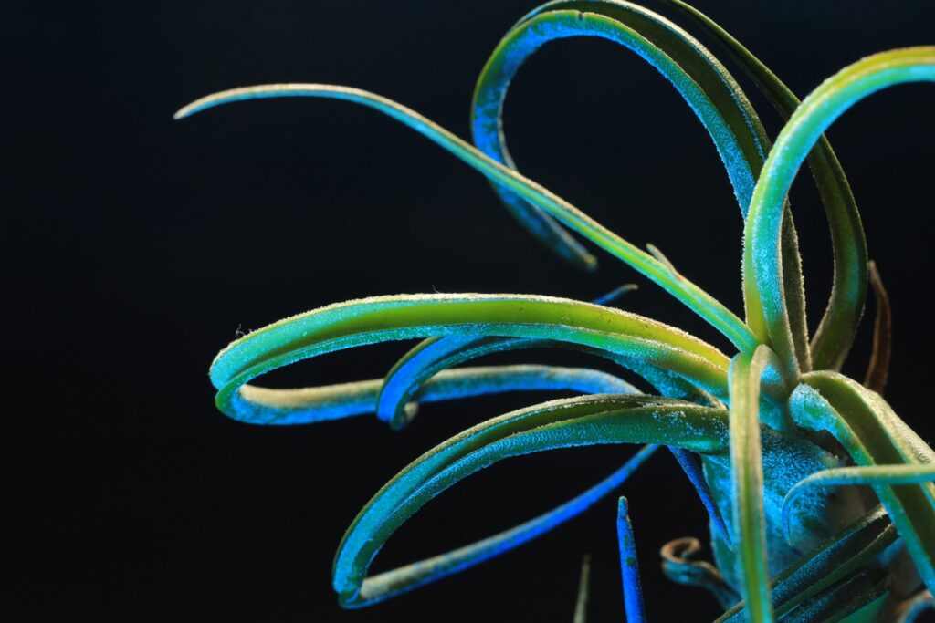 macro studio - biology macro studio - Biology: Plants & Animals