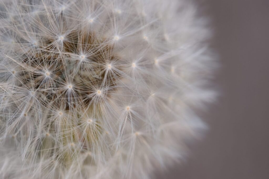 Look Close - Dandelion Macro photograph of dandelion seeds from the Exposures Lite Look Close challenge. Straight out of camera.